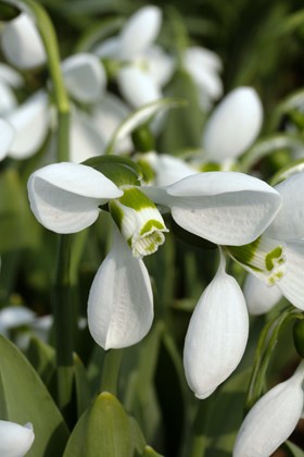 Galanthus Polar Bear