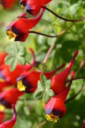 Tropaeolum tricolor