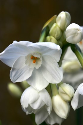 Narcissus Paperwhite 