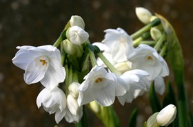Narcissus Paperwhite 