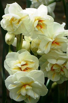 Narcissus Cheerfulness