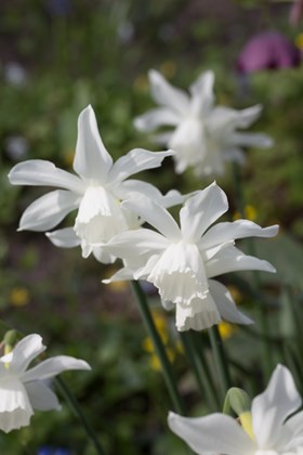 Narcissus Thalia 