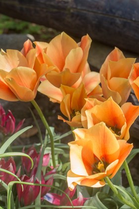 Tulipa batalinii Bronze Charm