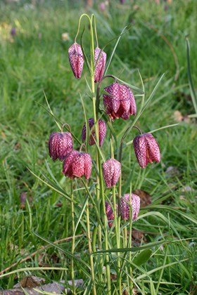 Fritillaria meleagris