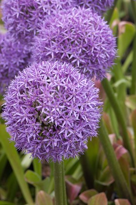 Allium Globemaster