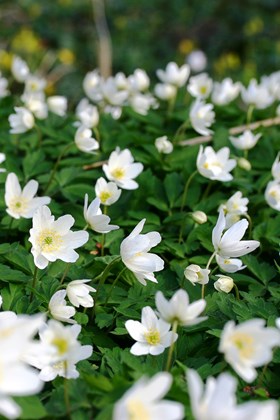 Anemone nemorosa