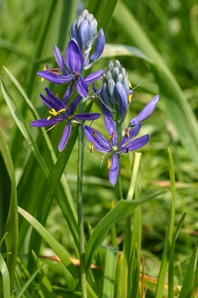 Camassia Quamash