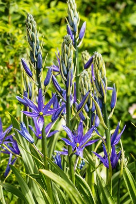 Camassia leichtlinii Caerulea