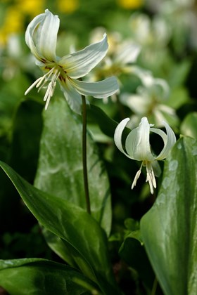 Erythronium White Beauty