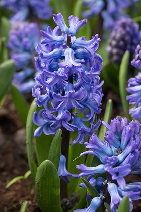 Hyacinthus Delft Blue 