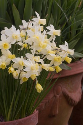 Narcissus Sailboat 