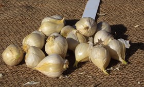 Allium sphaerocephalon