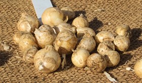 Allium Eros