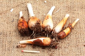 Allium obliquum