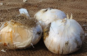 Allium Gladiator