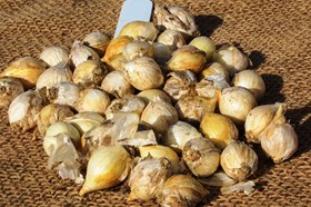 Allium caeruleum