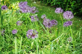 Allium cristophii