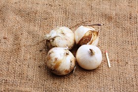 Allium cristophii