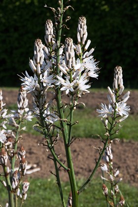 Asphodelus albus
