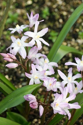 Chionodoxa forbesii Pink Giant