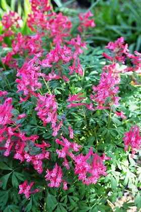 Corydalis solida