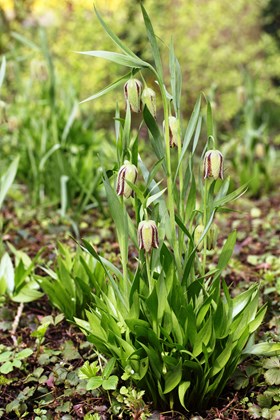 Fritillaria pontica 