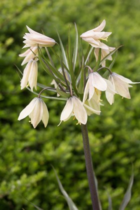 Fritillaria raddeana