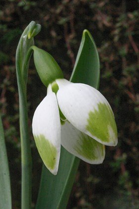 Galanthus Green Brush