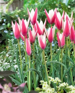 Tulipa clusiana Peppermintstick 