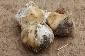 Allium Ambassador