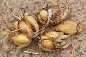 Iris bucharica