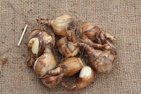 Narcissus Segovia 