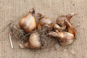Narcissus obvallaris 