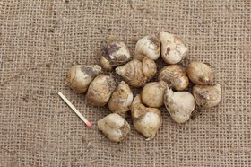 Ornithogalum nutans