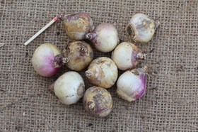 Scilla mischtschenkoana (tubergeniana)