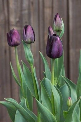 Tulipa Paul Scherer