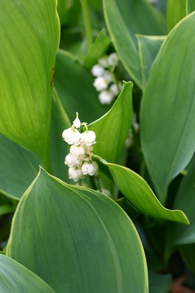 Convallaria majalis Hardwick  Hall