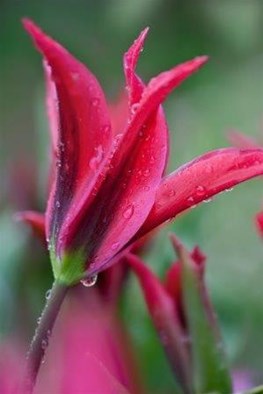 Tulipa Dolls Minuet