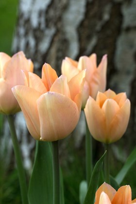 Tulipa Apricot Beauty