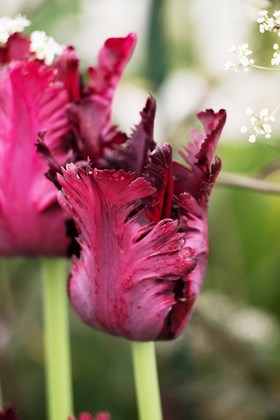 Tulipa Black Parrot