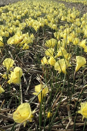 Narcissus Julia Jane 
