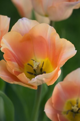 Tulipa Apricot Beauty