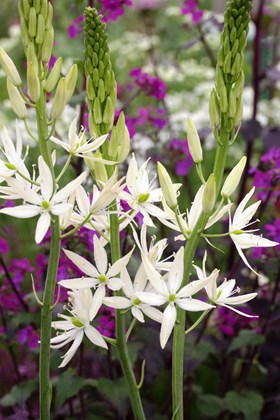 Camassia leichtlinii Alba  