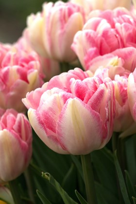 Tulipa Foxtrot