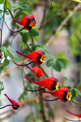 Tropaeolum tricolor