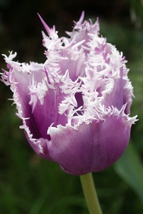 Tulipa Cummins