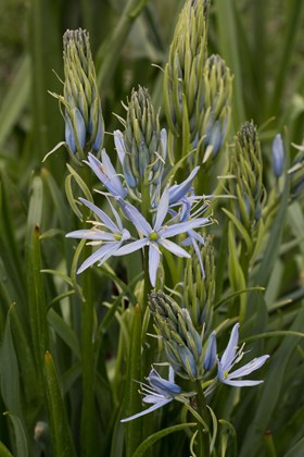 Camassia leichlinii Blue Heaven