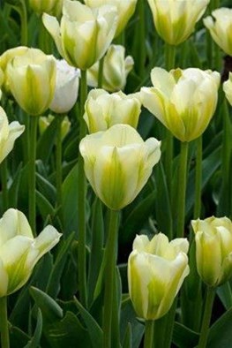 Tulipa Spring Green