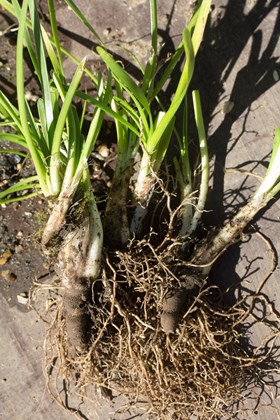 Allium angulosum