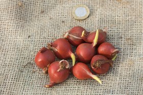Tulipa turkestanica